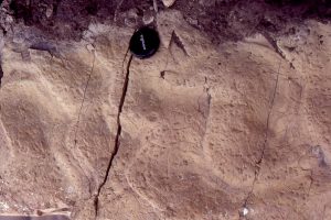 Rippled bedding, with numerous small feeding traces, one Paleophycus, and the slightly raised mounds of abundant vertical Skolithis burrows. Eocene Iceberg Bay Fm, Axel Heiberg Island.