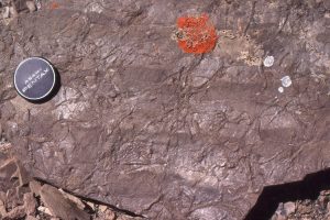 Multiple crossing trails in Cambrian shelf deposits on rippled sandstone, Cathedral Mountain, Alberta.