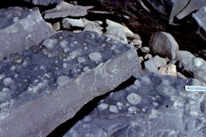 Dewatering of turbidites, soon after deposition, produced thin fluid-escape pillars:, a cross-section view. Omarolluk Fm. Proterozoic, Belcher Islands