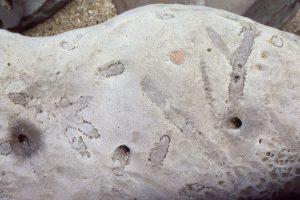 Ophiomorpha, with typical ornamented burrow lining from the Paleocene Wangaloa Fm, Otago coast, NZ