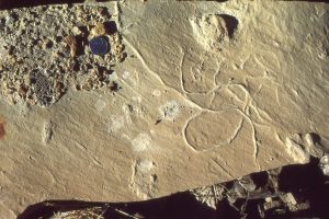 Random Eocene feeding traces, delta plain, Iceberg Bay Fm. Axel Heiberg Island. ?Planolites