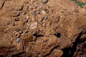 Classic outcrops of pebbly mudstone - matrix-supported debris flows (several flow units), that probably accumulated in proximal fan channels. Upper Cretaceous Pigeon Point, California.