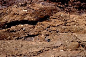 Classic outcrops of pebbly mudstone - matrix-supported debris flows, that probably accumulated in proximal fan channels. Upper Cretaceous Pigeon Point, California.