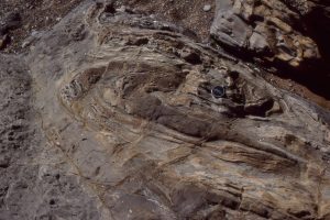 Slump folded, and partly fluidized turbidites in Upper Cretaceous Pigeon Point, California.