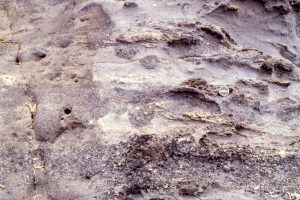 Another view of ray jetting holes (feeding), in Lower Miocene basal Waitemata Basin shallow shelf deposits, The Outpost, Auckland.