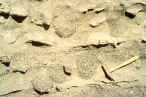 Ray jetting holes (feeding), in basal Waitemata Basin shallow shelf deposits (Lower Miocene).  The holes are filled with poorly sorted grit and shell fragments. Some holes overlap. 