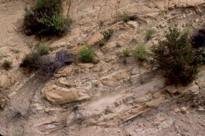 A pair of slump folds in Late Miocene Castaic Fm, Ridge Basin turbidites, probably initiated by a seismic events on the bounding San Gabriel strike-slip fault, that probably was an offshoot of the evolving San Andreas transform system.