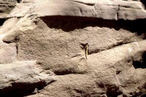 Dish structures and pillars formed by dewatering (fluid expulsion) during early burial by the overlying sandy turbidites. Rosario Group, San Diego.