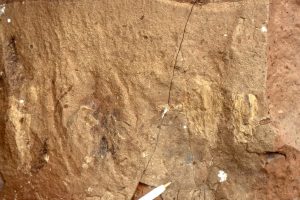 V-shaped Rosselia, possible sea anemone, from mid-Jurassic Bowser Basin, Tsatia Mt. British Columbia. Part of the fill is yellow mudstone.