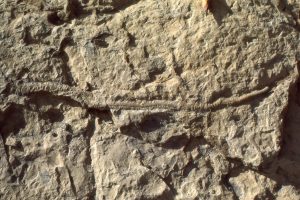 Scolicia in Eocene shelf deposits, Iceberg Bay Fm. Axel Heiberg Island.