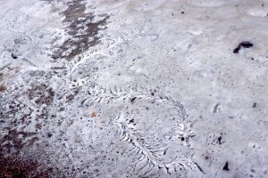 A very pretty trace fossil, but at the time I saw it, of unknown affinity, in Point Lobos submarine canyon strata. If anyone knows more about this, let me know.