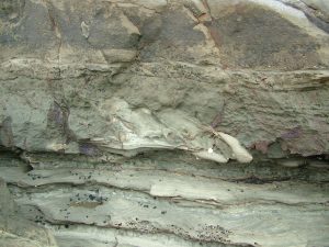 Small, detached slump fold carried along the base of a turbidity current. Lower Miocene Waitemata Basin, Cockle Bay, Auckland