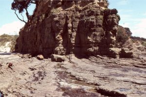 Folded, and possibly thrust faulted turbidites, below undisturbed beds in the cliffs.  Lower Miocene Waitemata Basin, Pukenihinihi Point, north Auckland.