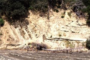 Soft sediment deformation in Waitemata Basin, includes small thrusts (fault plane indicated by arrows), with folded strata in the hanging wall, and small drag folds in the footwall.  Waiwera, north Auckland.