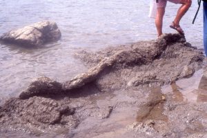 Sedimentary dyke through Northland Allochthon mudrocks. The dyke contains fragments of Lower Miocene Waitemata Basin sandstone and mudstone, attesting to the dynamic relationship between the two.  The dyke in turn is fractured by later deformation. Algies Bay, Auckland.