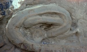 Broken soft-sediment fold, enclosing partially fluidized mudrock below the central detached limb.  Rheological behaviour here is brittle, plastic (ductile) and fluid. Waitemata Basin, Little Manly Beach.