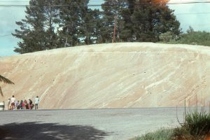 Folded, faulted, and discordant packages of turbidites, caused by synsedimentary sliding, slumping and faulting Highway roadcut, Albany, Auckland.