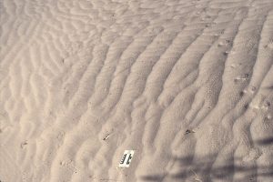 Abundant invertebrate, and one hopping vertebrate track and trails on Death Valley dune sands.