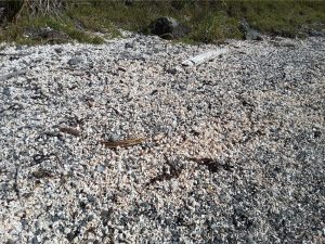 Beach storm ridge shell accumulations, clast (shell) supported.  The shells are predominantly gastropods, including abundant Struthiolaria.  There is no obvious preferred orientation of shells and shell fragments. Mangawhai Heads, NZ