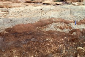 Beachrock is common in the McLeary Fm. Here, a block of dislodged beachrock (preferentially cemented dolomitic sandstone) has been overturned, as evidenced by the small, upside-down stromatolite columns.