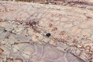 Bulbous, dolomitized stromatolites in the lower part of the outcrop become progressively more branched towards the top. The view is oblique to bedding; the surface polished by Laurentide glacial ice. McLeary Fm. McLeary Fm. The next image shows synoptic relief.