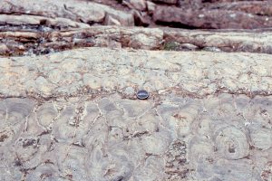 Bulbous stromatolites similar to those shown above.  The original carbonate (calcite-high Mg calcite-aragonite) has been completely replaced by dolomite.  Some of the upstanding, resistant edges are subsequent chert replacement. 