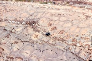 dashes follow the synoptic surface, which approximates the actual growing mat morphology and relief at the sea floor.  Whereas the stromatolites in outcrop appear large, at the time of growth (2 billion years ago) the sea floor would have looked vaguely dimpled or domed. Bedding-parallel stylolites have thinned the rock sequence by 10-20%.