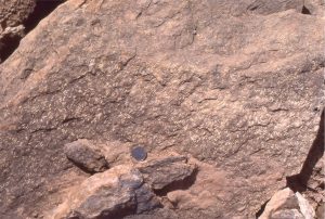 The fusulinid foraminifera incorporated into these Permian sediments, have all been aligned approximately parallel to the local paleocurrents (determined from crossbedded calcarenites).  South Bay, Ellesmere Island.