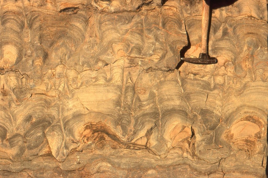 Several growth stages from domal stromatolites to narrower, closely-spaced, digitate columns, Mavor Fm. Intercolumn sediment is dolomitized mud. Three stylolites (top, centre, bottom) have reduced section thickness by 15-20%. Although completely dolomitized, mm and sub-mm scale laminae are well preserved.