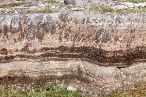 Wavy mats give way to columnar stromatolites with cone-shaped laminae. This form has historically been called Conophyton.  McLeary fm.