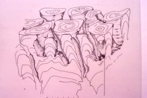 Isometric reconstruction of slabbed digitate stromatolites (based on several polished slabs like the one above). McLeary Fm. The (barely visible) scale is in centimetres.