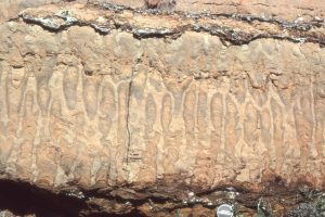 Closely spaced vertical, digitate columns grew on a shallow subtidal platform. Columns are relatively uniform width, usually branched, with tangential laminae forming a sturdy wall. Synoptic relief was only a few millimetres. McLeary Fm.