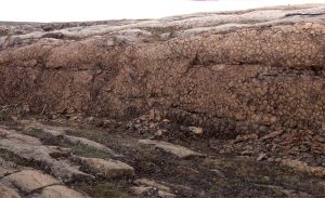 This distinctive stromatolite unit can be traced 10s of kilometres. Closely spaced vertical, digitate columns grew on a shallow subtidal platform. Next image shows a profile view. McLeary Fm.