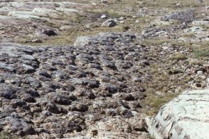 Exhumed stromatolite domes on bedding, McLeary Fm. Their internal structure is similar to the domes shown above. The domes are slightly elongated, with long axis parallel to subtidal paleocurrents (determined from other sedimentary structures).  Inter-dome sediment is dolomitized carbonate mud. Hammer, centre-right.