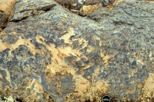 An example of ancient stone rosettes, or edgewise conglomerate forming extensive pavements on a Proterozoic beach (about 2 billion years old). In this example (Mavor Fm., Belcher Islands, Hudon Bay), the thin slabs consist of dolomitized lutite crusts, formed probably in a supratidal flat, and subsequently ripped up by storm waves.