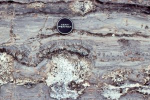 Small domes capped by microdigitate columns.  Laminated mudstone above were eroded and discordant contacts indicate regrowth. Possibly some subaerial desiccation. The white, silicified masses were probably larger domal structures. McLeary Fm.