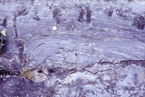 Bulbous to domal masses, partly disrupted and overturned, have stabilized an edgewise conglomerate (beach rosette) pavement. Slabs in the pavement are thin, probably partly lithified-cemented lutite, ripped up during earlier storm events.  McLeary Fm.