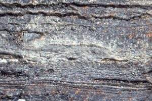 Wavy and crinkly mats, and faintly preserved microdigitate columns, show the changes in growth habit possible over a scale of millimetres to centimetres. Scale top (bottom left) is 20 mm wide. McLeary Fm.