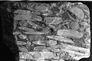 Detail of channel conglomerate consisting almost entirely of reworked calcite concretions. Elongate clasts are concretions that formed in laminated and rippled Tc intervals; the ovoid and spherical concretions are coarser grained and formed in Ta or Tb Bouma intervals. Omarolluk Fm. Proterozoic, Belcher Islands.