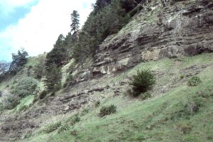 Thick, proximal to mid-fan turbidites and possible channel overbank, Waitemata Basin, Goat Island Marine Reserve.