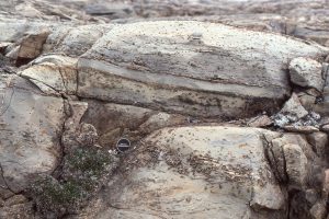 Fine-grained dolarenites interbedded with carbonate mudstone (dolomite) and simple, laminated crpytalgal mats (partly silicified). Gypsum pseudomorphs (raised relict crystal shapes) are scattered throughout. A layer of algal mat and mud rip-ups is present at the lens cap. McLeary Fm.