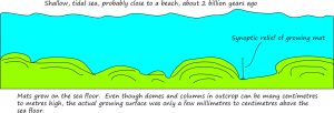 The cartoon refers to the synoptic surface outlined in the image above. Even though columns and dome appear in outcrop to be quite large (10s of cm to metres), their actual growth profiles at the sediment-water interface was measured in only millimetres to centimetres.