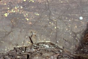 The base of a lava flow will also cool more quickly, especially if sediment or rock beneath is wet. Cooling here has resulted in rapid expansion of gas bubbles, (probably steam) that have risen into the flow forming elongated, sub-vertical, worm-like cavities, or spiracles. A larger gas bubble has risen above the flow, and subsequently evolved gas into small cavities in a crude radial pattern (arrow).