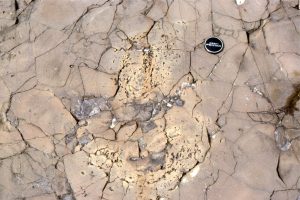 Larger gas cavities (vesicles) also form within the flow masses, as volcanic gas (water, CO2, SO2) separates from the melt. Here, the cavities are surrounded by much smaller vesicles.