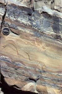 Thin graded volcaniclastic turbidite Tb-d beds, hemipelagic ash (above lens cap), and highly calcareous mudstone (pale grey at top) - the latter indicating periods of very slow clastic deposition.