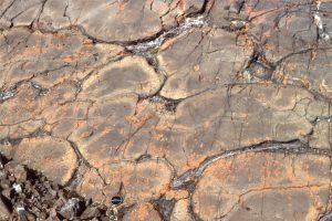 Spheroidal, lobate, and lozenge-like pillow lavas. Oblique section through pillows, shows chilled margins with small vesicle traces (formerly gas bubbles).