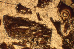 Photomicrograph from the massive volcaniclastic flow showing pumice with elongate gas pores, and various shards (glass replaced by silica). Field of view 8 mm. 