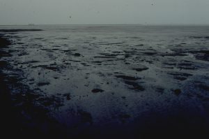 The Maungataketake maar eruption obliterated a nearby forest. Large tree trunks were flattened and now exposed in the modern shore platform.