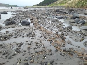 Volcanic debris subjected to stream reworking (this is where most of the clast rounding took place) and subsequently reactivated as lahars on the flanks of the active volcano, delivering pebble to boulder sized debris to the Late Pliocene coast. Evidence for eventual coastal deposition is seen in pockets of fossil molluscs (mostly bivalves) that are part of the rock; don't confuse these with modern bivalves commonly are wedged between clasts - these are not fossils. A few large boulder rafts are 3-4m across.