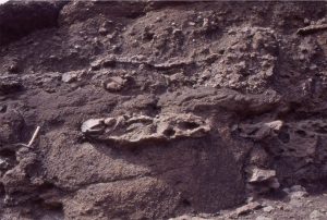 Cow pat ballistics in bedded lapilli and reworked basalt gravel, attests to eruption material mixing directly with fluvial reworked debris. Cretaceous Strand Fiord basalt flows, Axel Heiberg Island. 